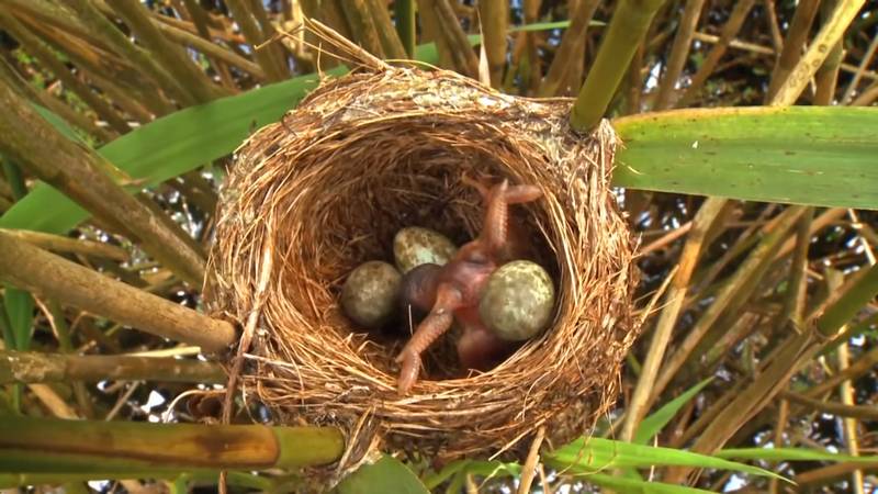 Lindude mune kaalulangus Toit soodustab rasva poletamist