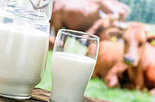 kooritud piima vs taispiima kaalulangus