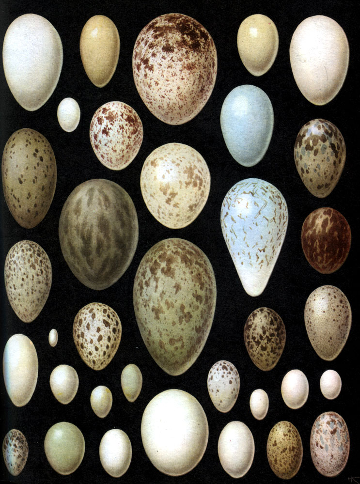 Lindude mune kaalulangus Kuidas eemaldada publik ala