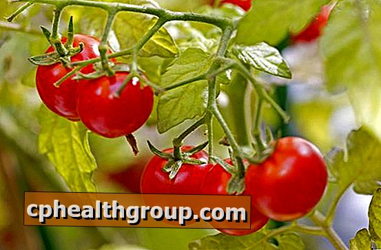 on tomatite rasva poletamine